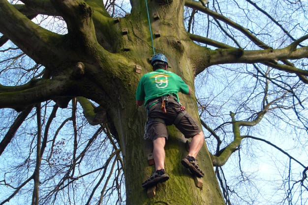 Tree Climbing